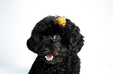 IGN评选《使命》系列最佳单机战役TOP10